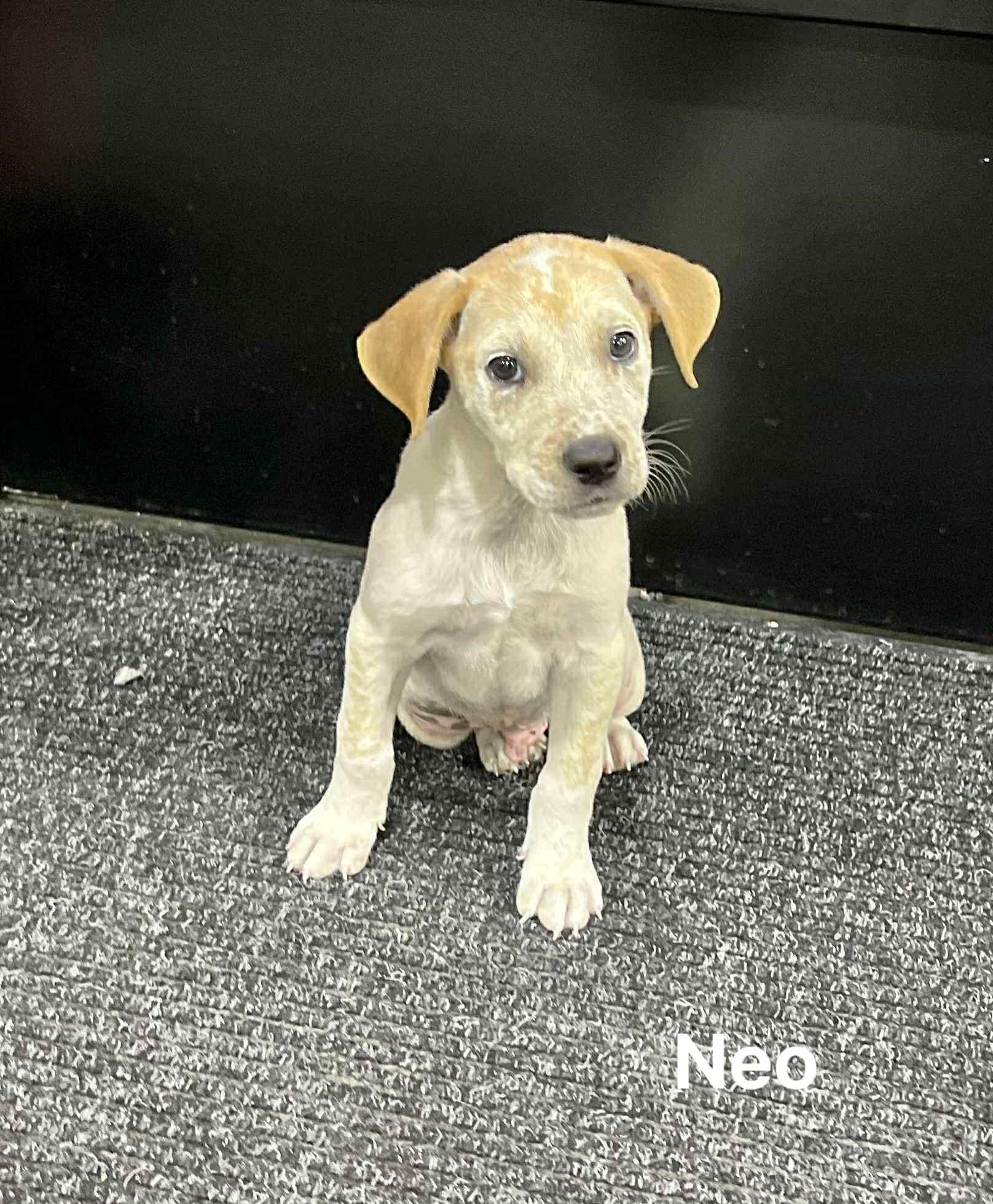 Neo Neo